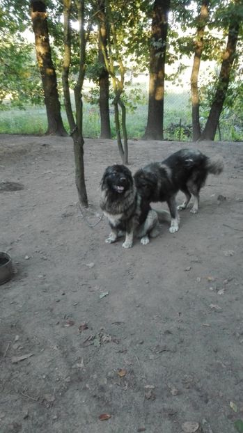  - TASHA si IGOR CIOBANESC CAUCAZIAN