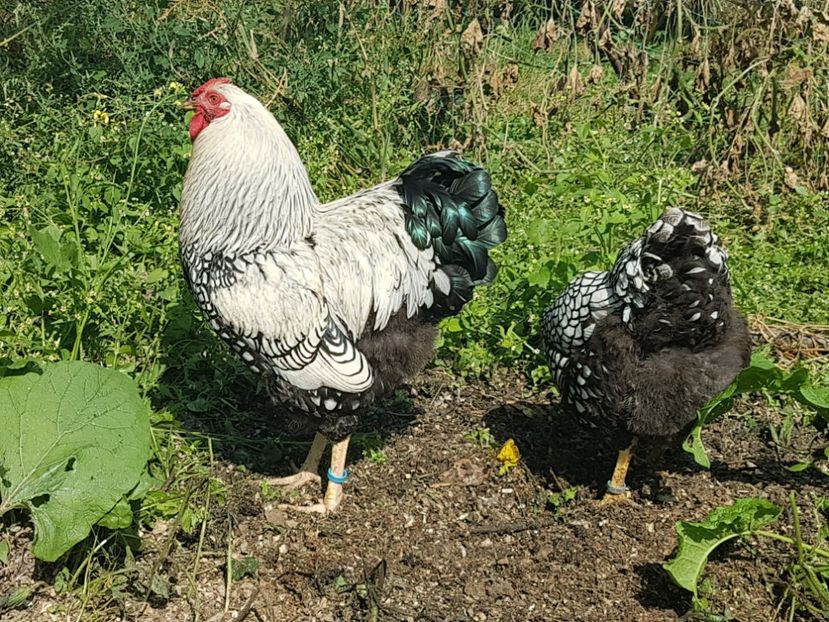  - Wyandotte argintiu 2018