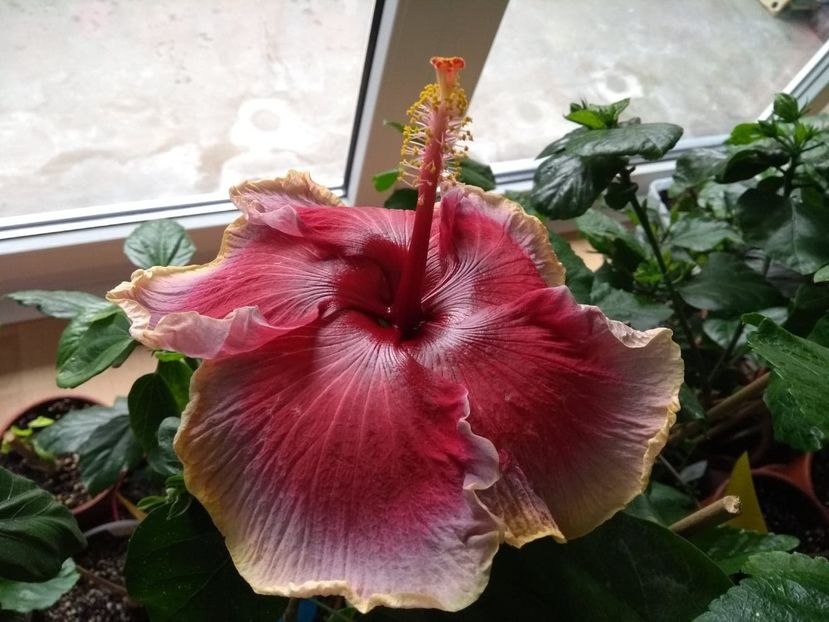  - Indian Divine Grace