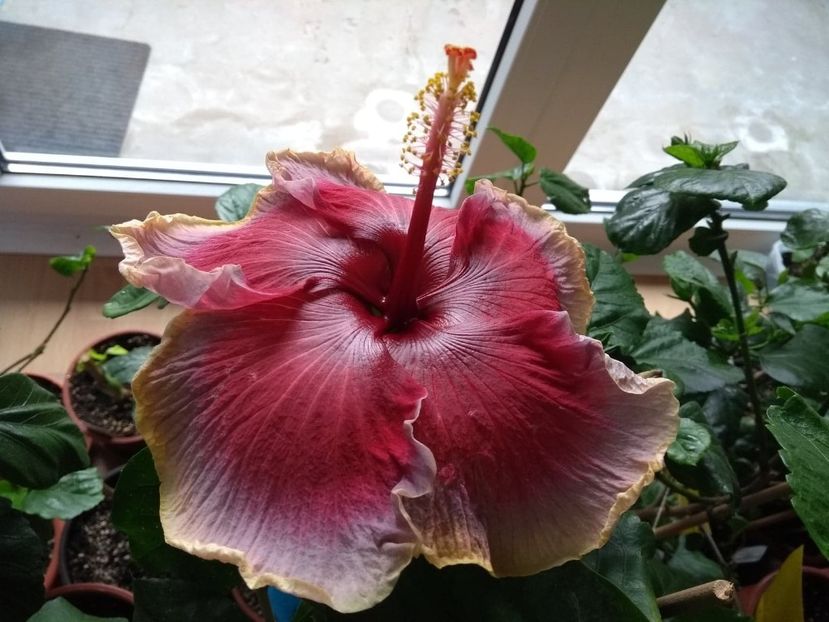  - Indian Divine Grace