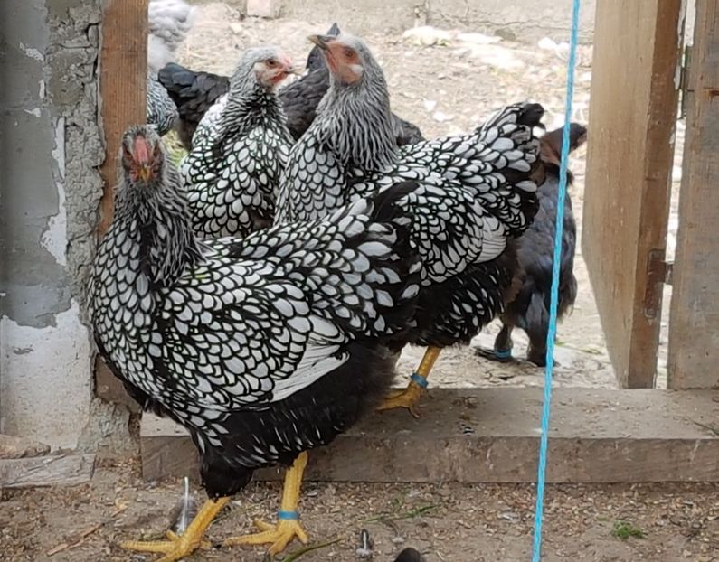  - Wyandotte argintiu 2018