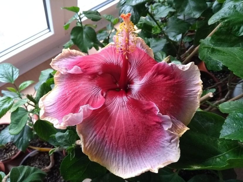  - Indian Divine Grace