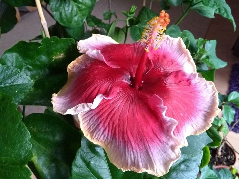  - Indian Divine Grace