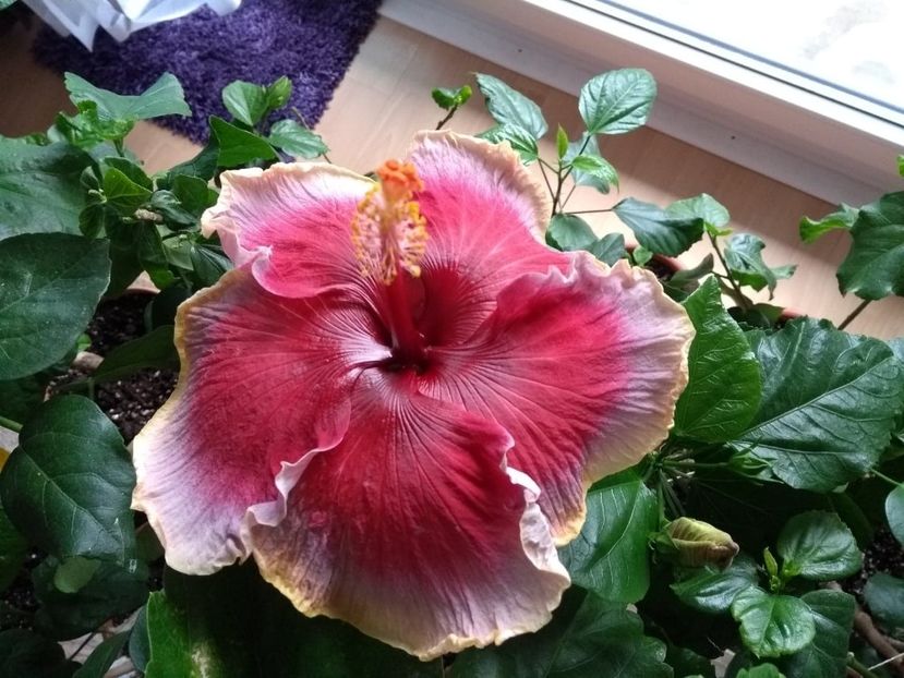 41615279_2174253549488206_4689454626183839744_n (1) - Indian Divine Grace