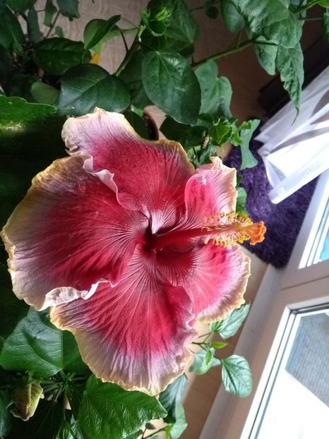  - Indian Divine Grace