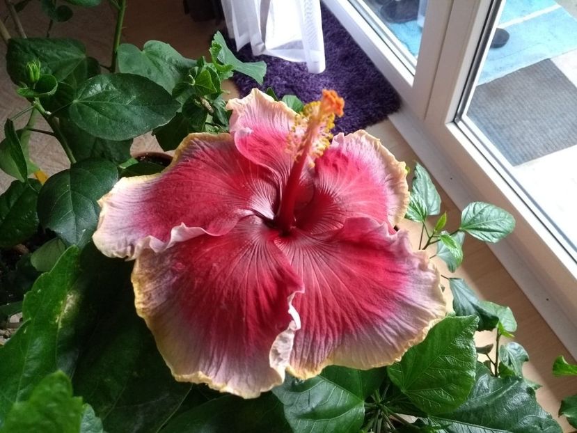  - Indian Divine Grace