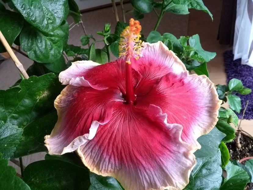  - Indian Divine Grace