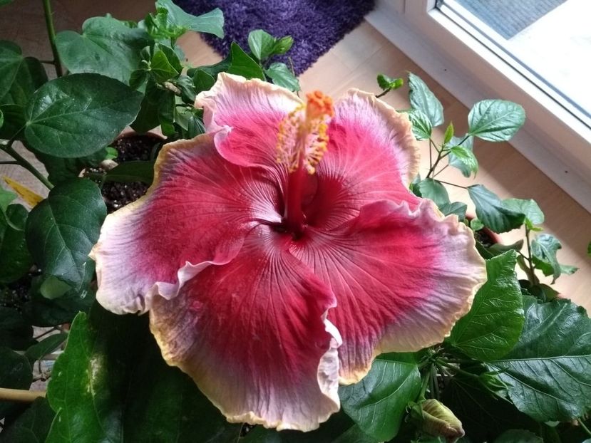  - Indian Divine Grace