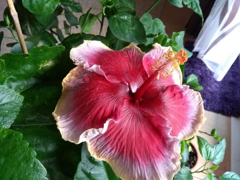  - Indian Divine Grace