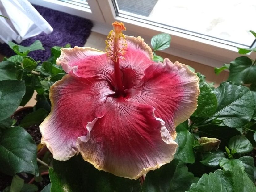  - Indian Divine Grace