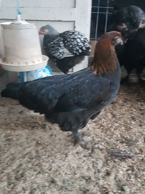  - Marans negru aramiu 2018