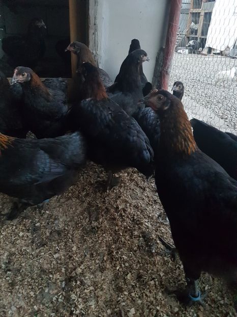  - Marans negru aramiu 2018
