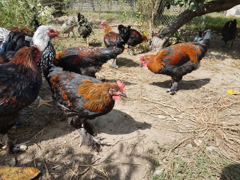  - Marans negru aramiu 2018