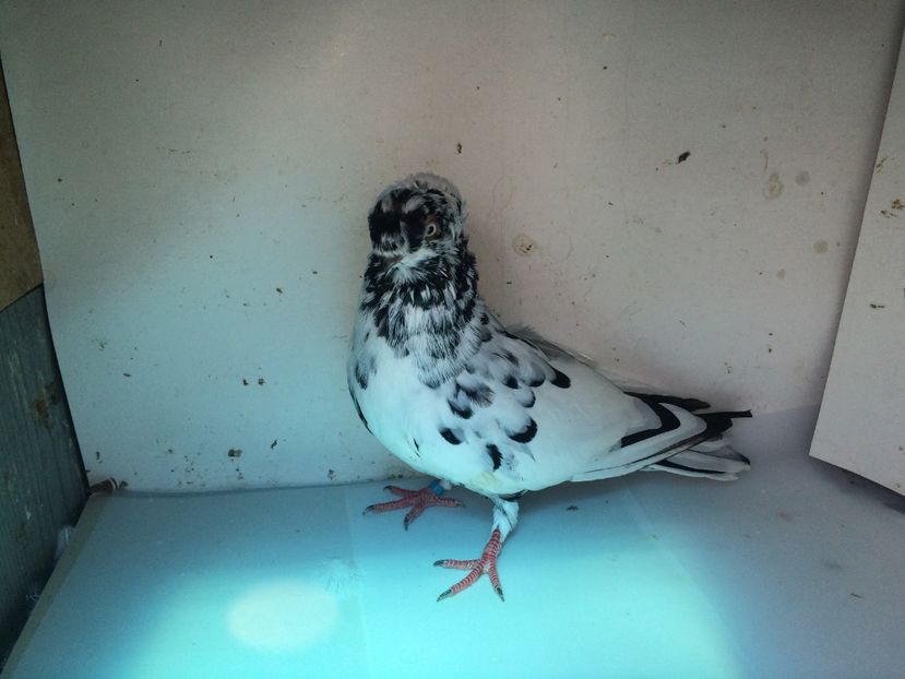 7096  mascul  2018_1 - pui 2018 BM