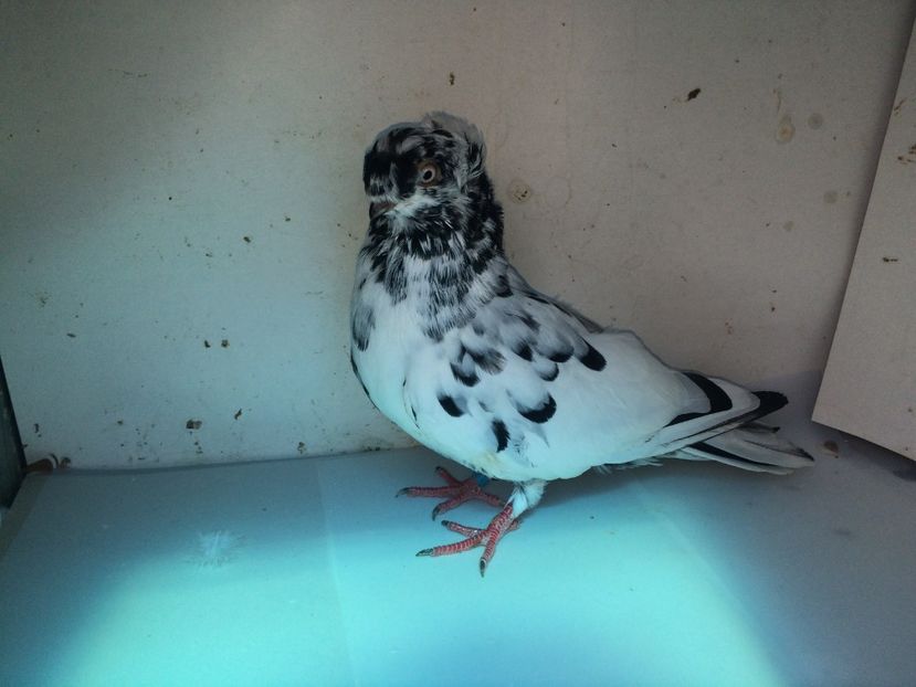 7096  mascul  2018_2 - pui 2018 BM