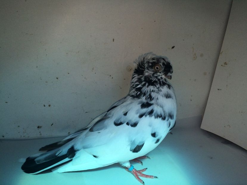 7096  mascul  2018_3 - pui 2018 BM