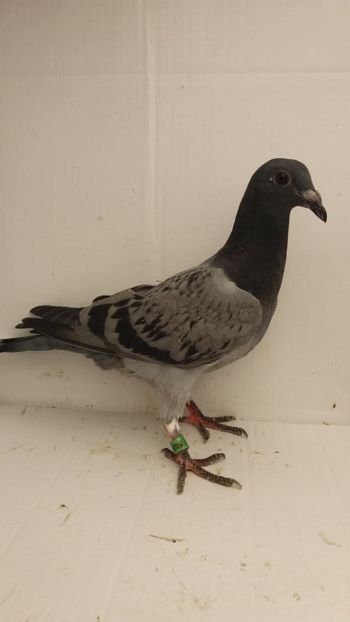 sep vandut - De vanzare voiajori pui 2018