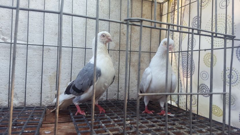  - 4-Jucatori de Galati