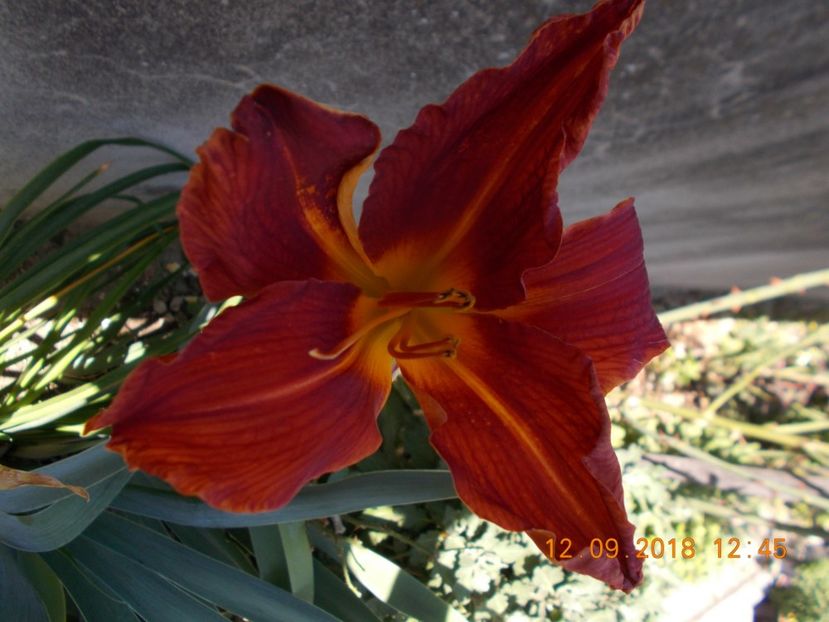  - Hemerocallis 2018
