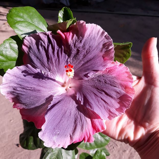  - Hibi Moorea My Blue Pearl