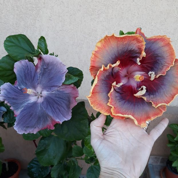  - Hibi Moorea My Blue Pearl