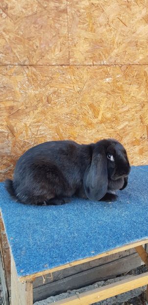  - De vanzare masculi si femele pui si maturi