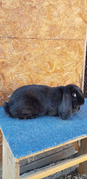  - De vanzare masculi si femele pui si maturi