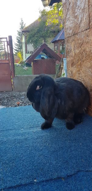  - De vanzare masculi si femele pui si maturi