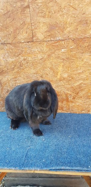  - De vanzare masculi si femele pui si maturi