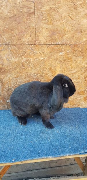  - De vanzare masculi si femele pui si maturi