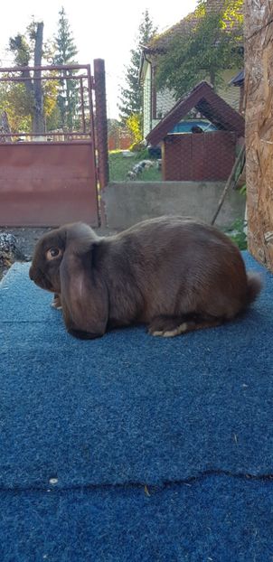  - De vanzare masculi si femele pui si maturi