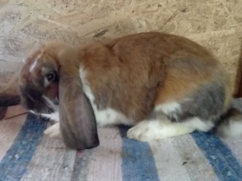  - ARHIVA IEPURI ce am avut câteva exemplare