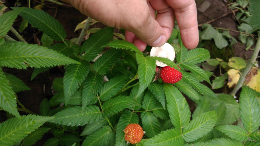  - 6 Rubus Illecebrosus - Zmeur capsun