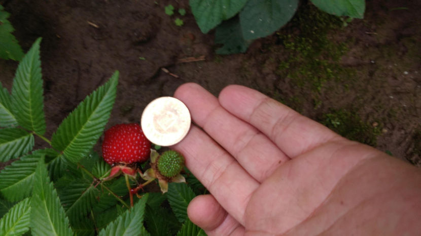  - 6 Rubus Illecebrosus - Zmeur capsun