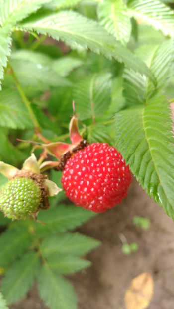  - 6 Rubus Illecebrosus - Zmeur capsun