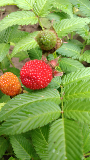  - 6 Rubus Illecebrosus - Zmeur capsun