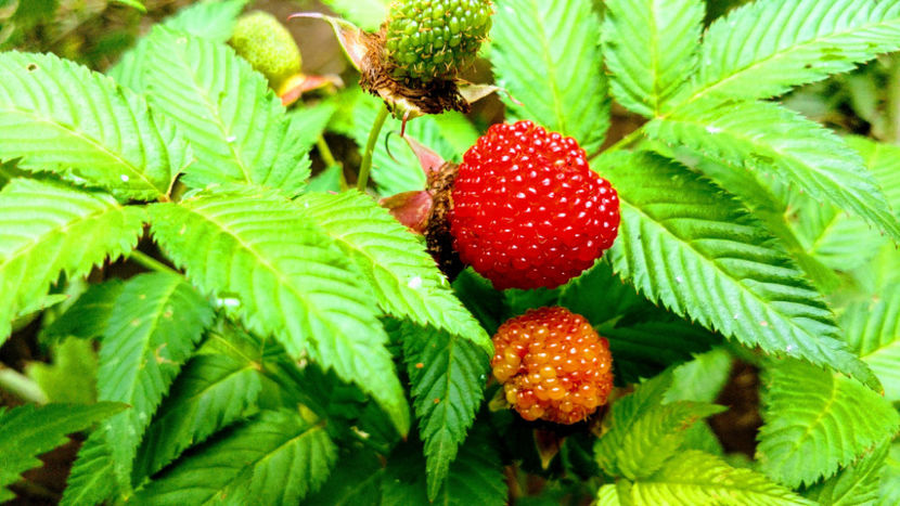  - 6 Rubus Illecebrosus - Zmeur capsun