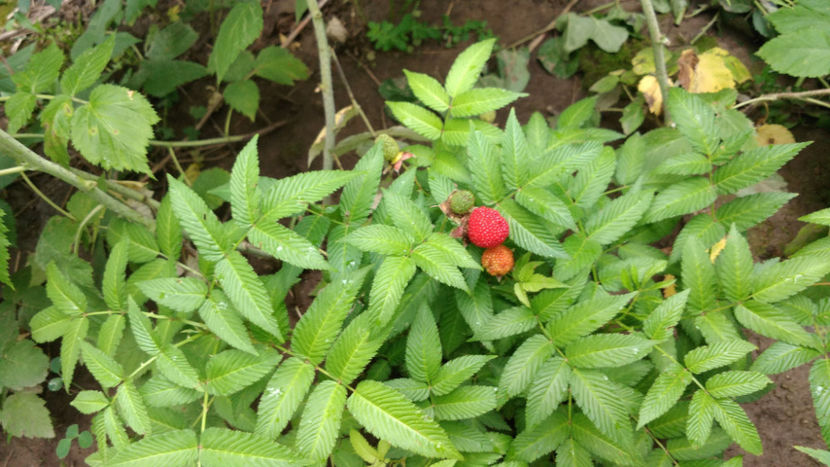  - 6 Rubus Illecebrosus - Zmeur capsun