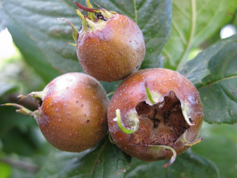  - 1 MOSMON - Mespilus germanica - Hascul -Medlar tree in Romania -