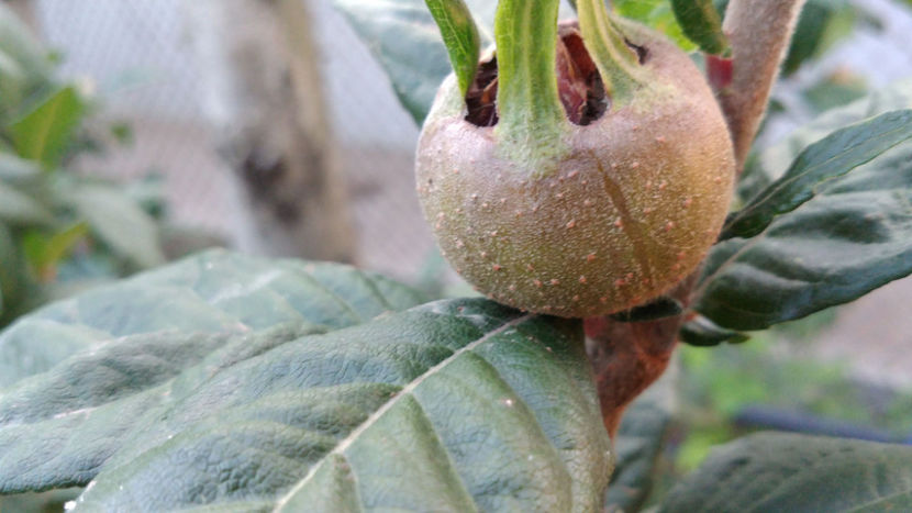  - 1 MOSMON - Mespilus germanica - Hascul -Medlar tree in Romania -