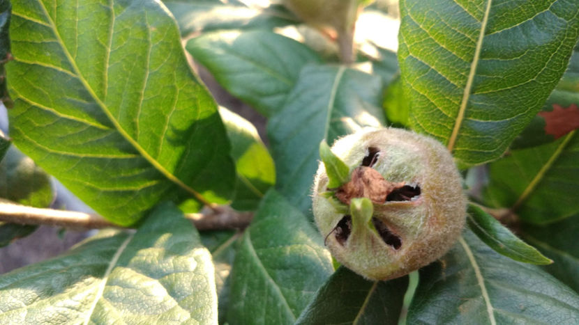 07.06.2018.1 - 1 MOSMON - Mespilus germanica - Hascul -Medlar tree in Romania -