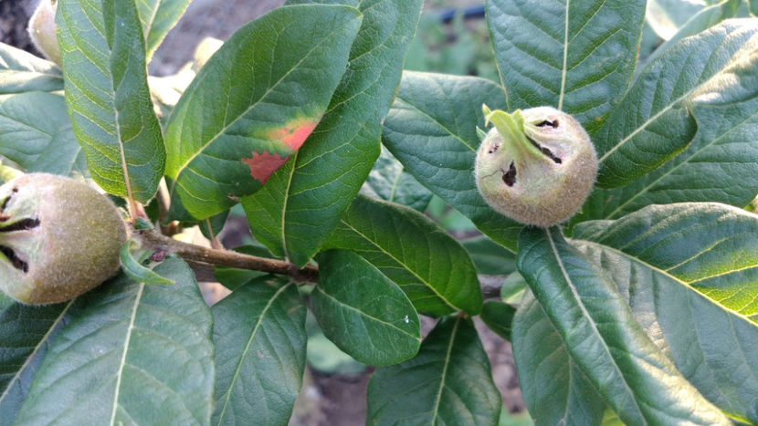 07.06.2018.2 - 1 MOSMON - Mespilus germanica - Hascul -Medlar tree in Romania -