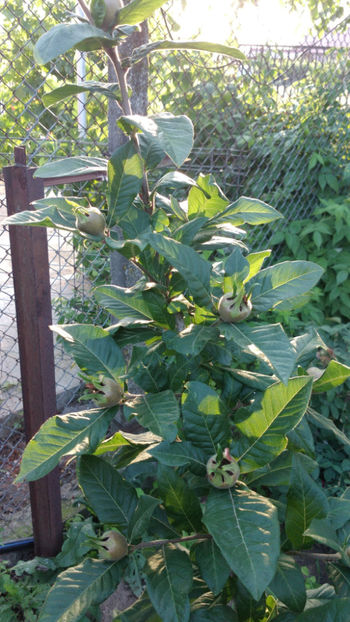 07.06.2018.4 - 1 MOSMON - Mespilus germanica - Hascul -Medlar tree in Romania -