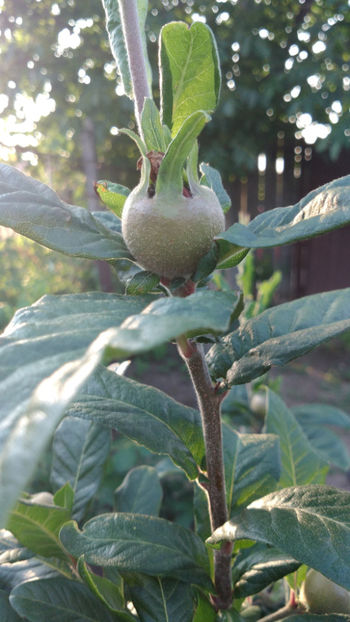 07.06.2018.5 - 1 MOSMON - Mespilus germanica - Hascul -Medlar tree in Romania -