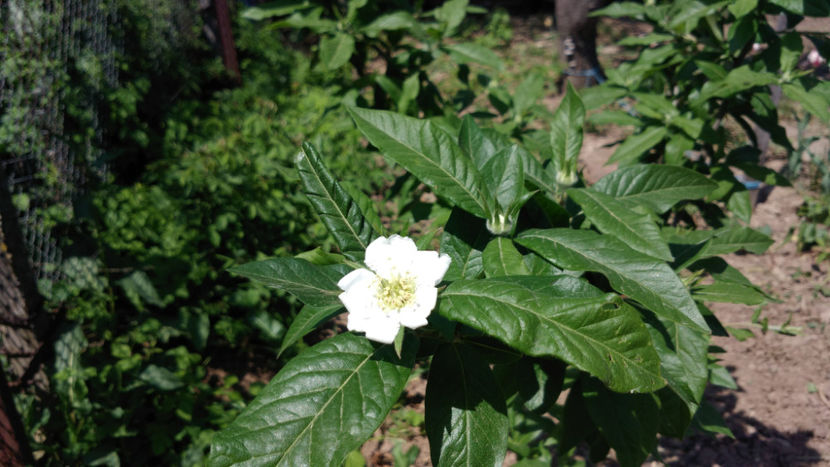  - 1 MOSMON - Mespilus germanica - Hascul -Medlar tree in Romania -