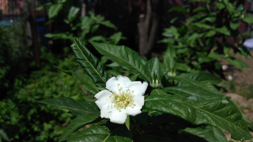  - 1 MOSMON - Mespilus germanica - Hascul -Medlar tree in Romania -