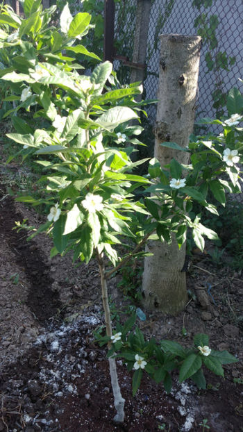  - 1 MOSMON - Mespilus germanica - Hascul -Medlar tree in Romania -