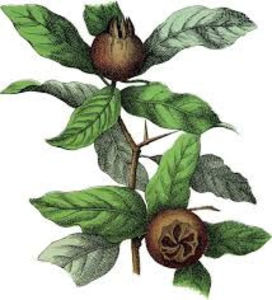 images - 1 MOSMON - Mespilus germanica - Hascul -Medlar tree in Romania -