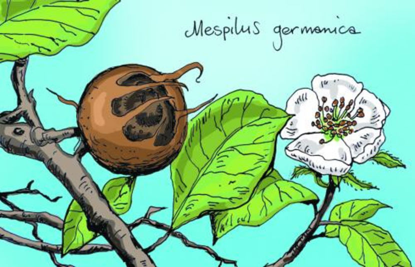 Mespilus_germanica - 1 MOSMON - Mespilus germanica - Hascul -Medlar tree in Romania -