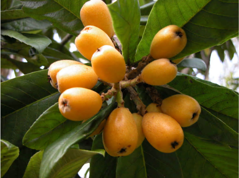 nespui2 - 3 Nespol - Loquat -Eriobotrya Japonica